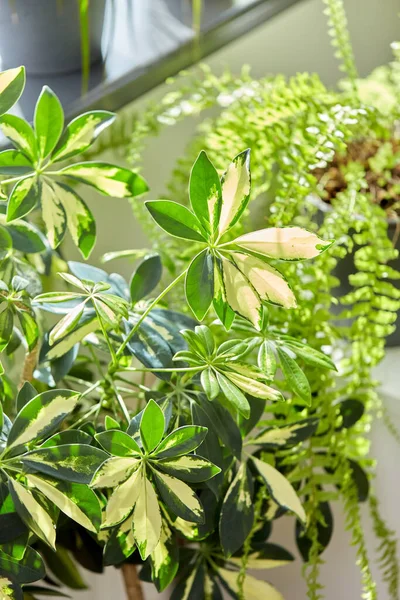 Fiori verdi e piante d'appartamento a casa — Foto Stock