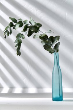 eucalyptus branch in glass vase on white table clipart