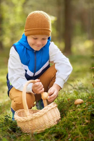 Niño feliz con cesta recogiendo setas en el bosque —  Fotos de Stock