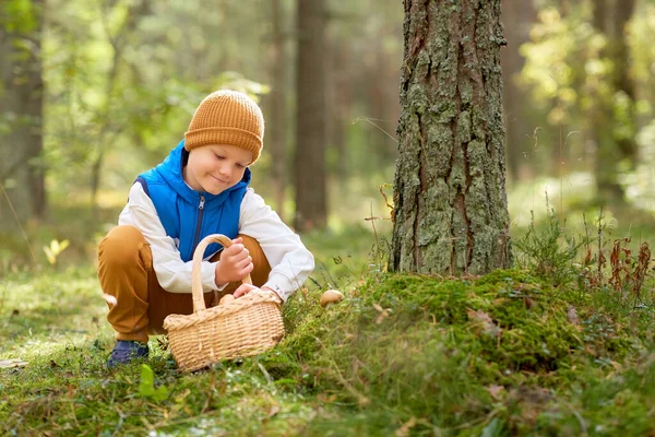 Niño feliz con cesta recogiendo setas en el bosque — Foto de Stock