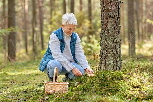 Donna anziana raccolta funghi nella foresta autunnale — Foto Stock