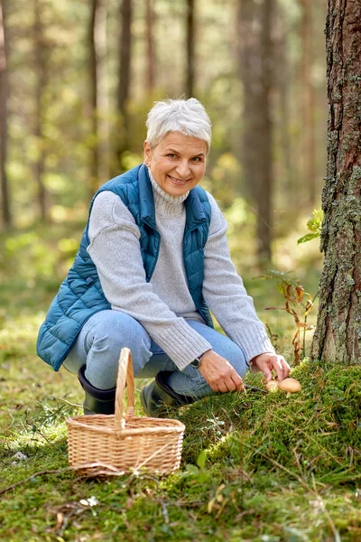 高年级女子在秋天的森林采摘蘑菇 — 图库照片