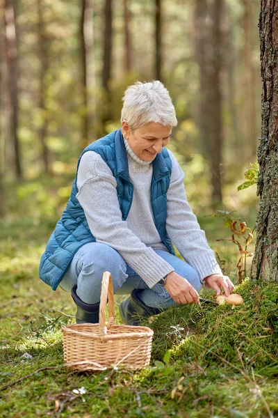 Senior kvinna plocka svamp i höstskogen — Stockfoto