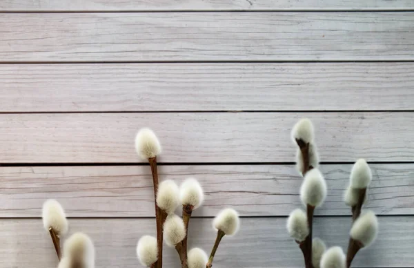 Zblízka pussy willow větví na bílém — Stock fotografie