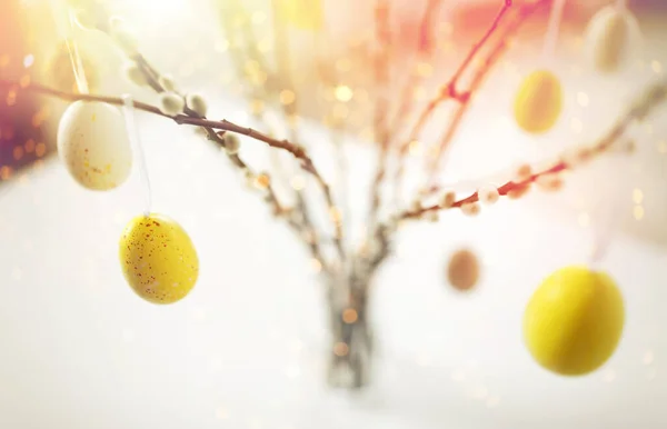 Close up of pussy willow decorated by easter eggs — Stock Photo, Image