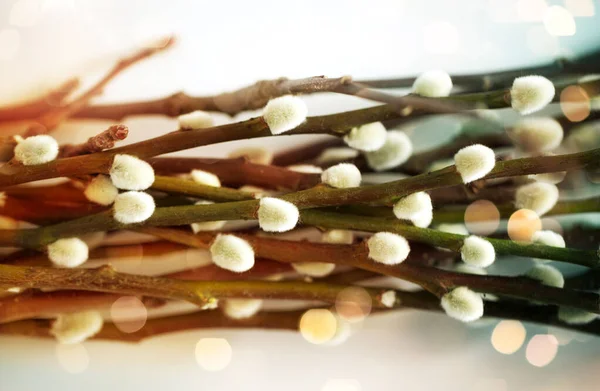 Close up of pussy willow branches over lights — Stock Photo, Image