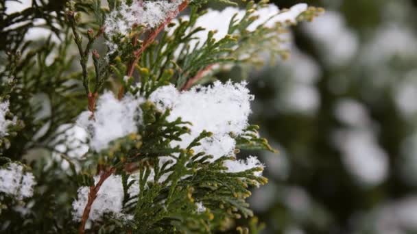 Snow falling over thuja trees growing in winter — Stock Video