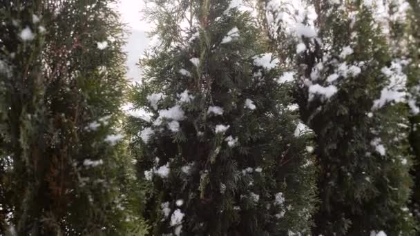 Neve che cade sugli alberi di thuja che crescono in inverno — Video Stock
