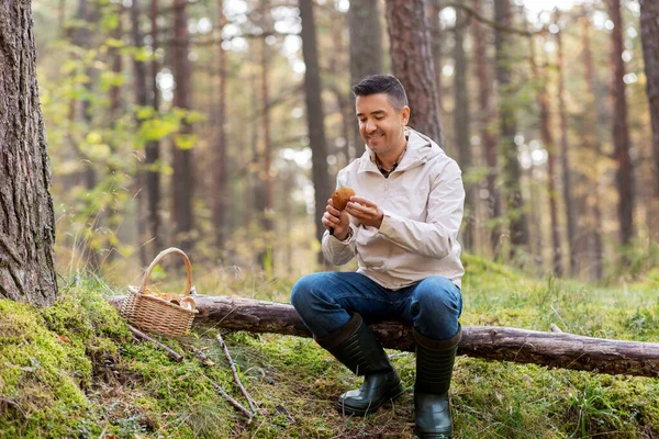Людина з кошиком збирає гриби в лісі — стокове фото