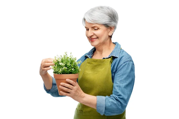 Uśmiechnięta starsza kobieta w fartuchu ogrodowym z kwiatem — Zdjęcie stockowe