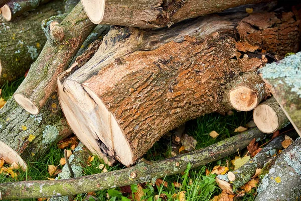 Kmeny pokácených stromů nebo klád venku na podzim — Stock fotografie