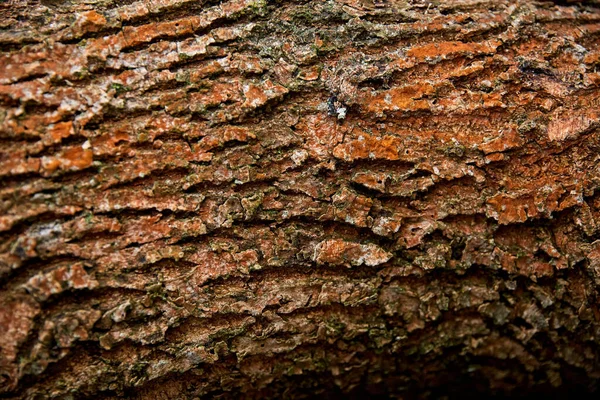 Close up of tree trunk bark texture — Stock Photo, Image