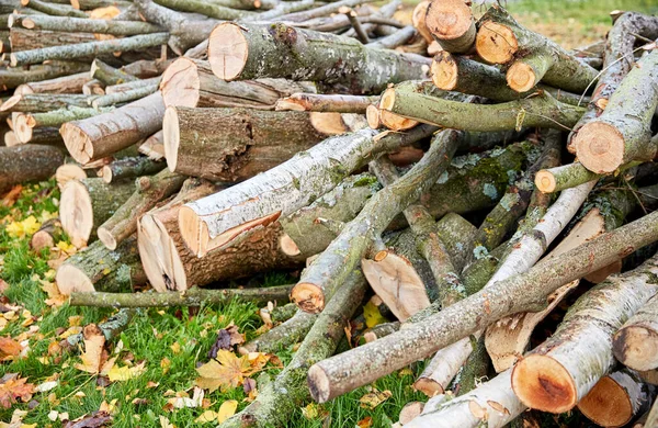 Troncos de árvores derrubadas ou troncos ao ar livre no outono — Fotografia de Stock