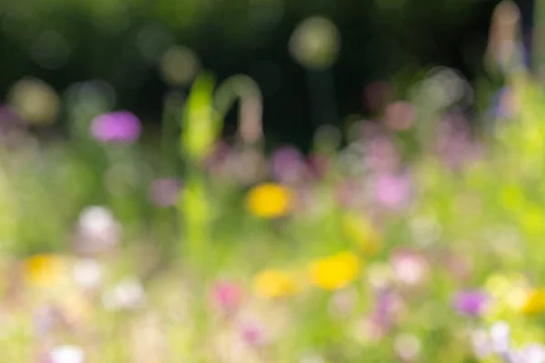 Blurry background of summer field with flowers — Stock Photo, Image