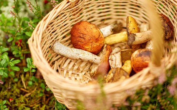 Primer plano de setas en cesta en el bosque — Foto de Stock