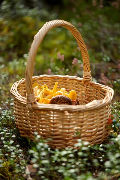 Nahaufnahme von Pilzen im Korb im Wald — Stockfoto