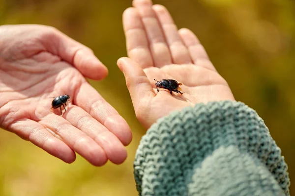 Close-up de mãos segurando besouros de estrume ou insetos — Fotografia de Stock