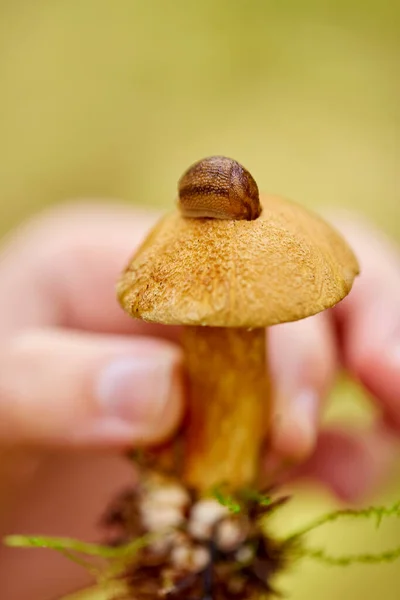 Close up of hand holding mushroom with slug — Stock Photo, Image