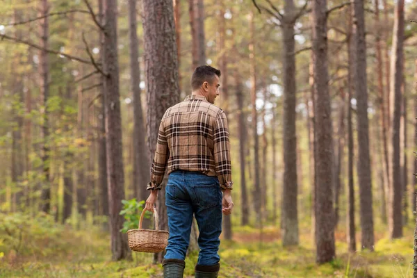 Pria dengan keranjang memetik jamur di hutan — Stok Foto