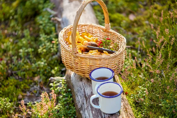Гриби в кошику і чашки чаю в лісі — стокове фото