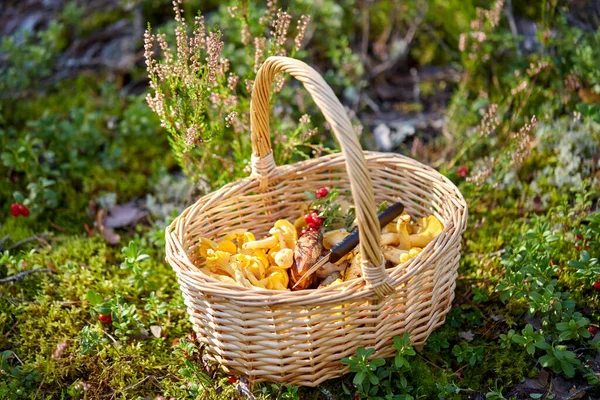 Sluiten van champignons in mand in bos — Stockfoto