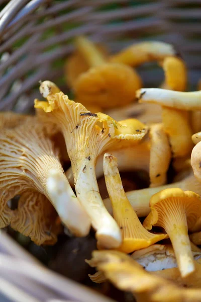 Close up of mushrooms in basket in forest — Stock Photo, Image