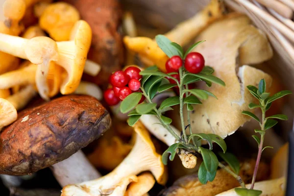 Primo piano di funghi in cesto in foresta — Foto Stock