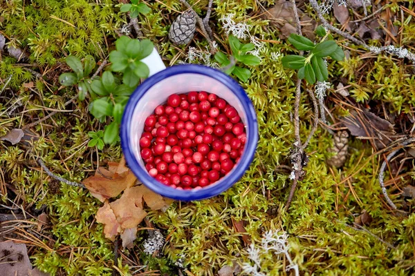 Червоні ягоди в кухоль на землі в лісі — стокове фото