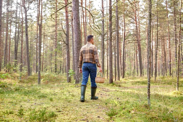 Homem com cesta pegando cogumelos na floresta — Fotografia de Stock