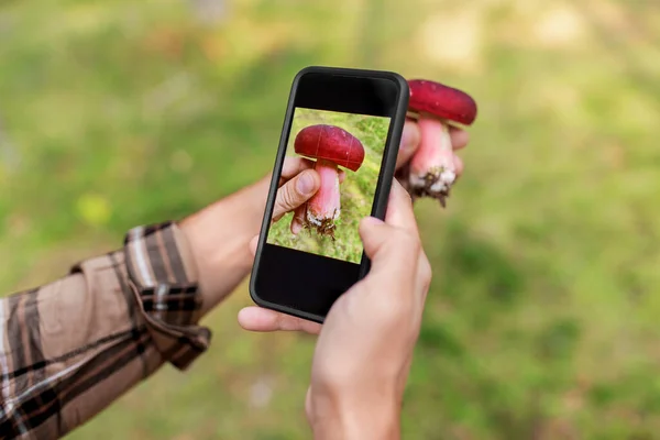 Hände mit Smartphone-App zum Erkennen von Pilzen — Stockfoto