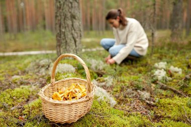 young woman picking mushrooms in autumn forest clipart