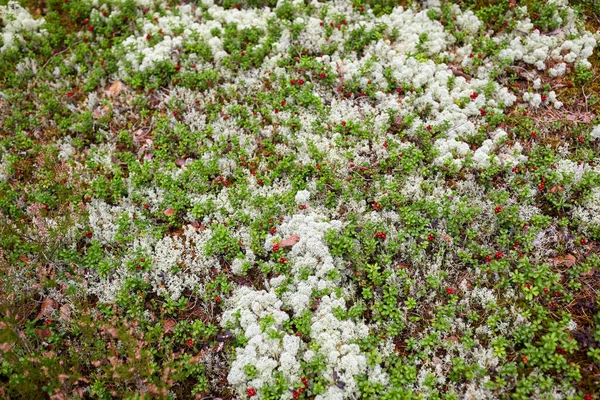 Primo piano di mirtilli rossi che crescono nella foresta — Foto Stock