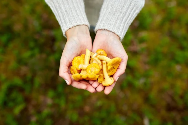 Zblízka žena drží chanterelle houby — Stock fotografie