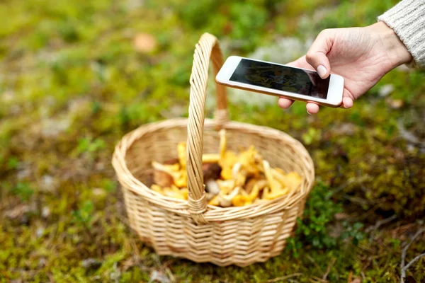 Hand with smartphone and mushrooms in basket — Stock Fotó