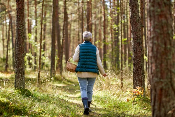 Senior vrouw plukken paddestoelen in de herfst bos — Stockfoto