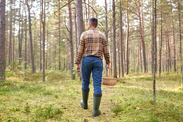 Hombre con cesta recogiendo setas en el bosque —  Fotos de Stock