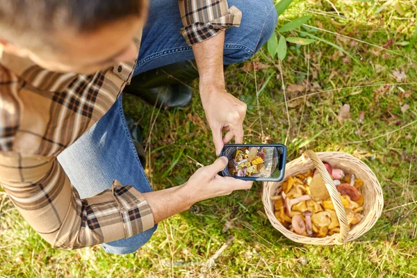 Человек со смартфоном и грибами в корзине — стоковое фото