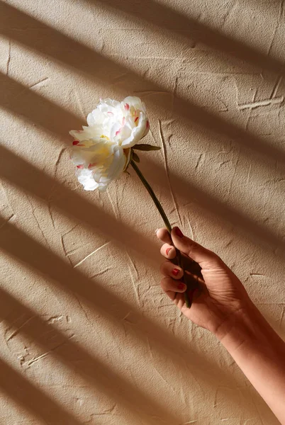 Mano sosteniendo flor blanca sobre fondo beige — Foto de Stock