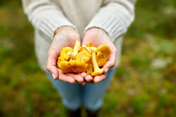 Primo piano di donna che tiene funghi di cantarello — Foto Stock