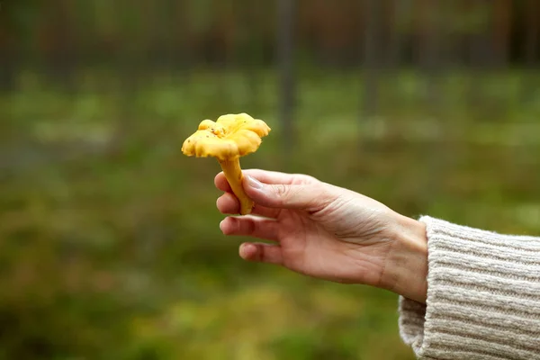 Dekat dengan wanita yang memegang jamur chanterelle — Stok Foto