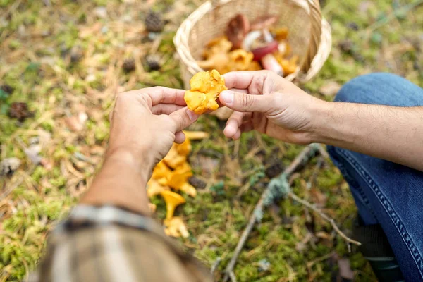 Uomo con cesto raccolta funghi nel bosco — Foto Stock