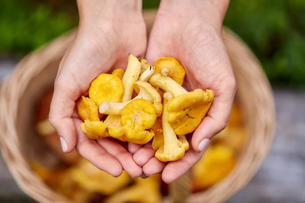 Primo piano di donna che tiene funghi di cantarello — Foto Stock