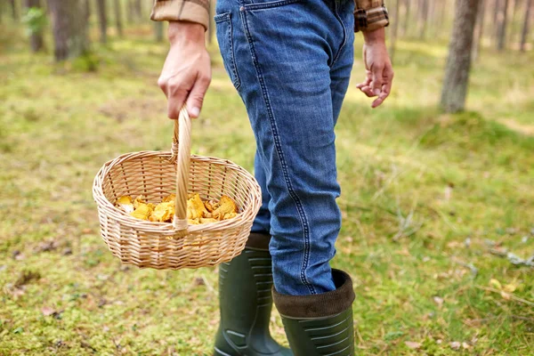 Man med korg plocka svamp i skogen — Stockfoto