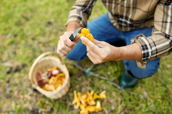 Man med korg plocka svamp i skogen — Stockfoto