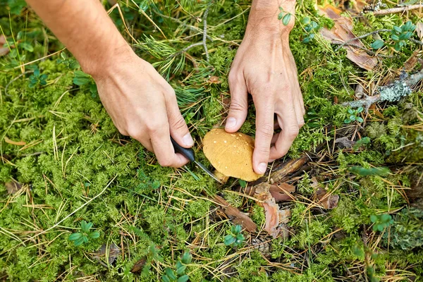 Κοντινό πλάνο του ανθρώπου μαζεύοντας μανιτάρια στο δάσος του φθινοπώρου — Φωτογραφία Αρχείου