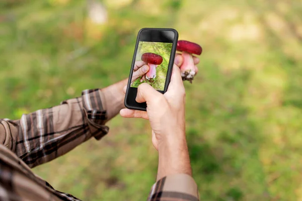 Ręce za pomocą aplikacji smartfon do identyfikacji grzybów — Zdjęcie stockowe