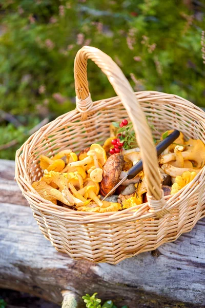 Primo piano di funghi in cesto in foresta — Foto Stock