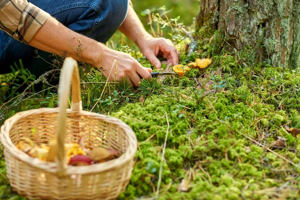 Uomo con cesto raccolta funghi nel bosco — Foto Stock