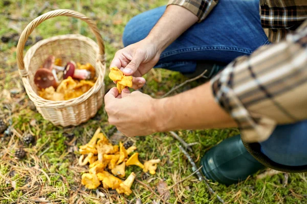 Uomo con cesto raccolta funghi nel bosco — Foto Stock