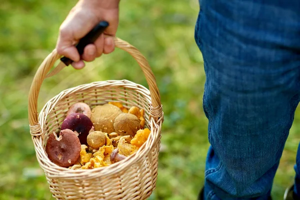 Uomo con cesto raccolta funghi nel bosco — Foto Stock